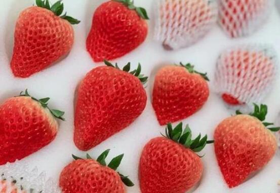 莓莓雪姬，冬日里遇见的第一颗草莓